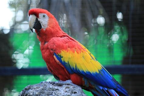 Scarlet Macaw Price